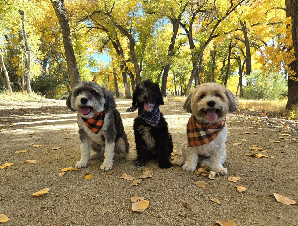 Reader Photo: Fall walk at Riverview Park