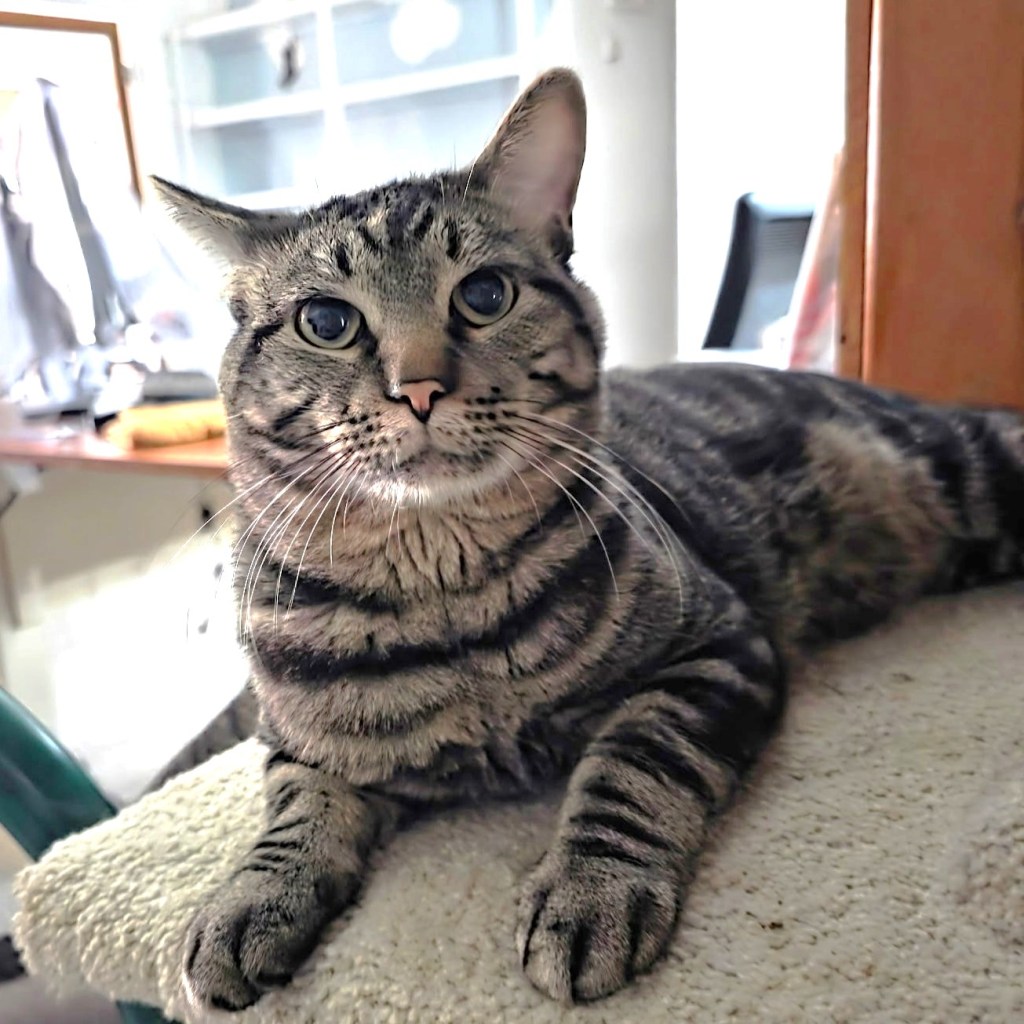 Carson City’s Catmandu introduces their Cat of the week: Thunder